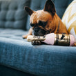 Load image into Gallery viewer, Gallery: Puppy Love Muttscato Toy PY7065ASF