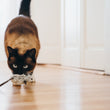Load image into Gallery viewer, P.L.A.Y. Feline Frenzy Catch a Meowse Toy Set - gray mouse in cat's mouth walking toward the camera on a hardwood floor