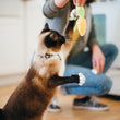 Load image into Gallery viewer, P.L.A.Y. Feline Frenzy Purrfect Picnic Toy Set - cat reaching up with claws out to get the corn toy from parents dangling from hand in kitchen