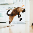 Load image into Gallery viewer, P.L.A.Y. Feline Frenzy Catch a Meowse Toy Set  - cat jumping into air trying to catch the falling mouse toy in the kitchen