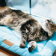 Load image into Gallery viewer, Original Chill Pad in Sea Foam with fluffy cat lounging on it in window