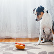 Load image into Gallery viewer, P.L.A.Y. American Classic Hot Diggy Dog Toy - big black and white dog sitting up staring at it on the floor