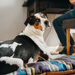 Load image into Gallery viewer, Horizon Chill Pad in Lake with big dog laying on it near desk looking over shoulder