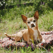 Load image into Gallery viewer, Scout & About Outdoor Chill Pad in Mocha with dog chilling on it in the woods