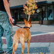 Load image into Gallery viewer, Gallery: Napoli Leash PY9014ASF