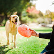 Load image into Gallery viewer, P.L.A.Y. ZoomieRex InfiniDisc - orange being held by dog mom with labrador coming towards her smiling outdoors