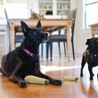 Load image into Gallery viewer, P.L.A.Y. Garden Fresh Collection - Zucchini Toy lifestyle image with small and large black dog in dining room posing with each toy