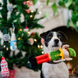 Load image into Gallery viewer, Merry Woofmas Collection Santa's Little Elf-er Toy in dog's mouth in front of Christmas tree