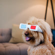 Load image into Gallery viewer, P.L.A.Y. Hollywoof Cinema 3-Dog Glasses Toy - Goldendoodle sporting the toy on his face smiling in front of a couch