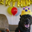 Load image into Gallery viewer, P.L.A.Y. Party Time Canine Crown Toy - beautiful black dog wearing the toy on her head in living room with decorations in the background