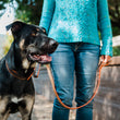 Load image into Gallery viewer, Napoli Leashes by P.L.A.Y. - big dog wearing matching collar and leash in orange and brown