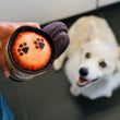 Load image into Gallery viewer, Pup Cup Cafe Collection by P.L.A.Y. - Lifestyle of image with dog smiling at coffee cup