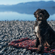 Load image into Gallery viewer, Scout & About Outdoor Chill Pad in Mocha with dog in sit position with beautiful Lake Tahoe in the background on a rocky beach