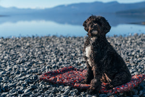 Scout & About Outdoor Chill Pad in Mocha with dog in sit position with beautiful Lake Tahoe in the background on a rocky beach