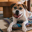 Load image into Gallery viewer, Horizon Chill Pad in Lake with smiling dog laying on it in living area