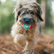 Load image into Gallery viewer, P.L.A.Y. Dog Tennis Ball - dog running with ball in mouth