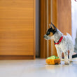 Load image into Gallery viewer, Barking Brunch Collection by P.L.A.Y. Avo-doggo Toast Toy mini sized next to puppy