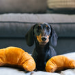Load image into Gallery viewer, Barking Brunch Collection - Croissant Toy both sizes with small dog