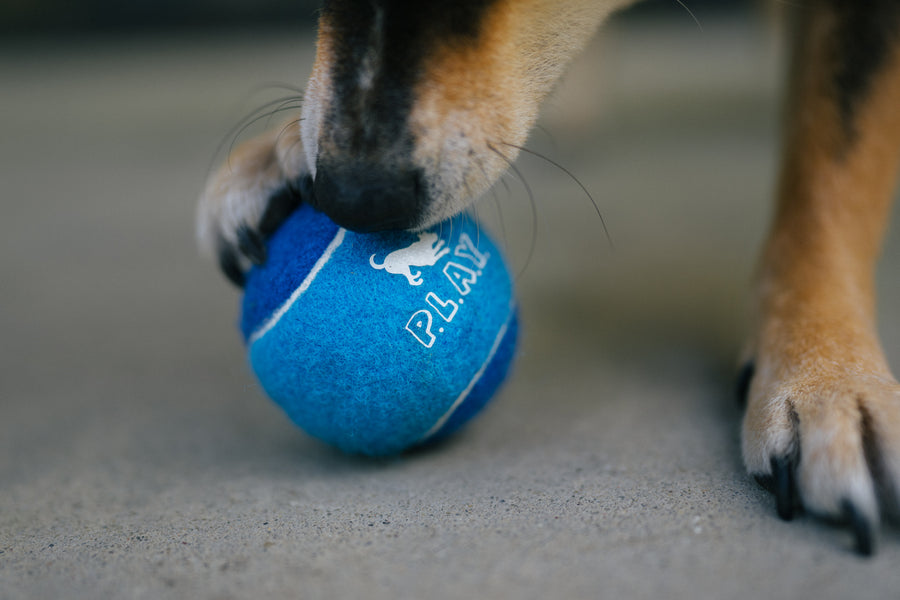 P.L.A.Y. Dog Tennis Ball - Blue ball close up with dog's paw and nose
