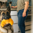 Load image into Gallery viewer, Barking Brunch Collection - Chicken & Woofles Toy in Dog's MouthBarking Brunch Collection by P.L.A.Y. Pup's Pastry Toy in dog's mouth in kitchen
