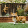 Load image into Gallery viewer, Gallery: Tug Rope Toy PY7037BSF