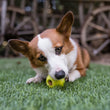 Load image into Gallery viewer, ZoomieRex IncrediBall by P.L.A.Y. - green stuffed with treats in Corig's mouth