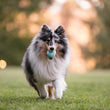 Load image into Gallery viewer, ZoomieRex IncrediBall by P.L.A.Y. - fluffy dog running back in park with blue blal in mouth