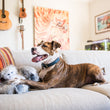Load image into Gallery viewer, P.L.A.Y.'s Willow's Mythical Bettie the Yeti Toy - big dog laying on couch with Yeti in their front paws and smile on their face
