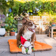 Load image into Gallery viewer, Gallery: Willow's Mythical Gnome Toy PY7073ESF