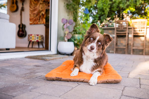 Original Chill Pad in Pumpkin with dog lounging on patio