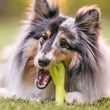 Load image into Gallery viewer, Gallery: ZoomieRex FantasTug PY7095BSF
