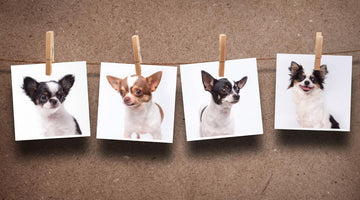 Animal Art: Creative Ideas for DIY Pet Projects