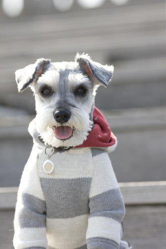 5 Presents for Pups and Your Other Furry Friends