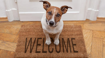 Pet Friendly Tips to Maintaining a Beautiful Home