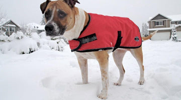 National Train Your Dog Month Tip #16: Dogs Need Winter Outerwear Too.