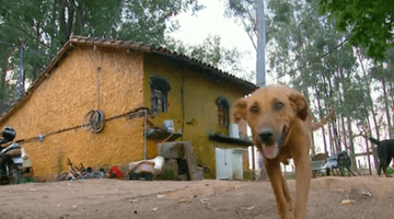 Amazing Dog Travels 2 Miles Every Day to Get Food for Her Pack
