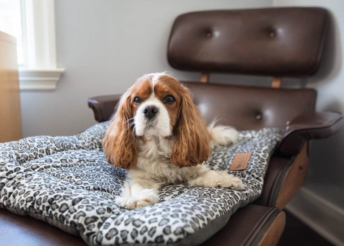 4 Best Dog Breeds For Therapy And Companion Animals P.L.A.Y.