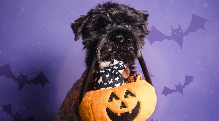 Halloween Costume Guide