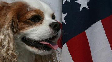 Things That Go Boom in the Night - 4th of July and Your Dog
