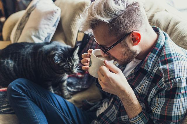 Here Are Reasons To Make You Want Cats As Home Pets
