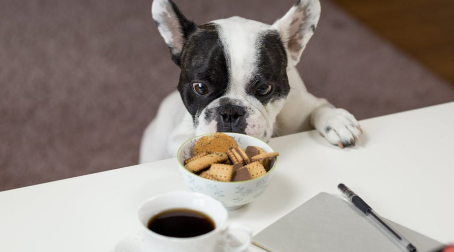 3 Things to Look for on Pet Food Labels