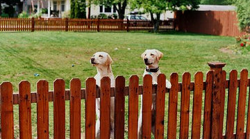 Fencing Options to Keep Your Pets Safe and Secure