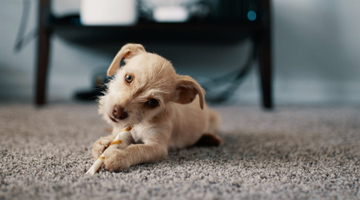 4 Areas of Your House You Need to Dog-Proof Before Bringing Home Your New Puppy