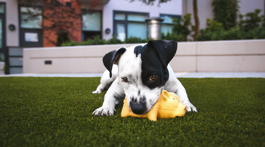 4 Dog Essentials to Purchase after Adopting Your New Pet