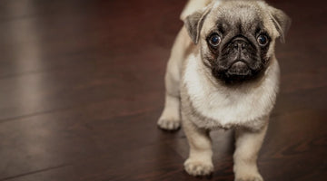 4 Home Improvements to Prepare Your Home for a Puppy