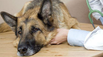 Four Subtle Warning Signs That Your Pet Might Need a Vet
