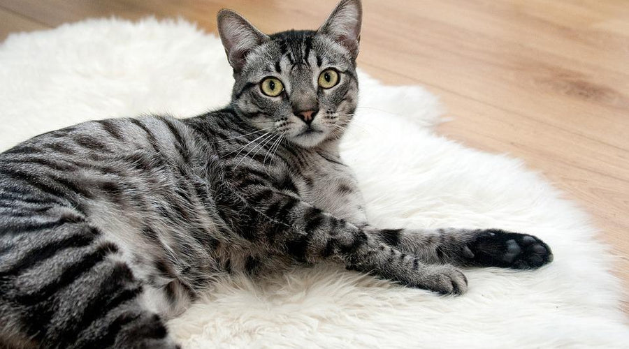 4 Things You Want to Check out for Your Pet in a New City