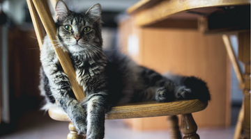 4 Tips for Finding the Best Food for Your Cat