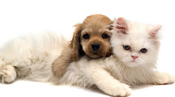 Four Ways To Give Your Pet A Long and Happy Life