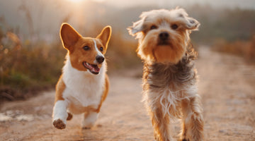 4 Ways to Keep Your Dogs Safe and Entertained in Your Yard